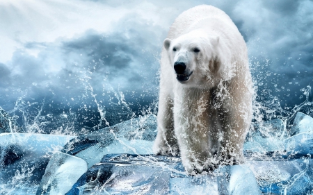 Polar bear - ice, white, animal, winter, water, blue, polar bear