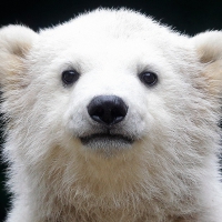 Polar bear cub