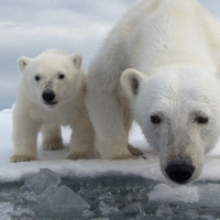 Polar bears