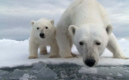 Polar bears - ice, white, animal, winter, cub, polar bear, mother, baby