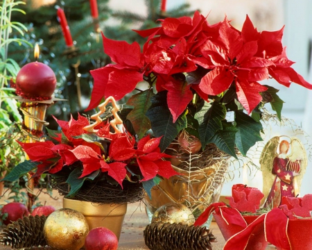 Poinsettia - flowers, Christmas, red, Poinsettia