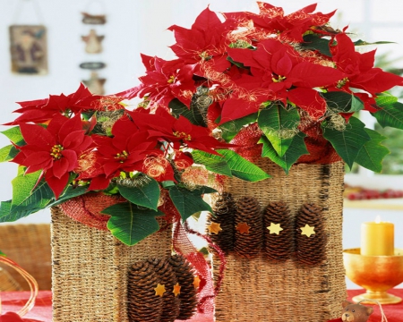 Poinsettia - flowers, Christmas, red, Poinsettia