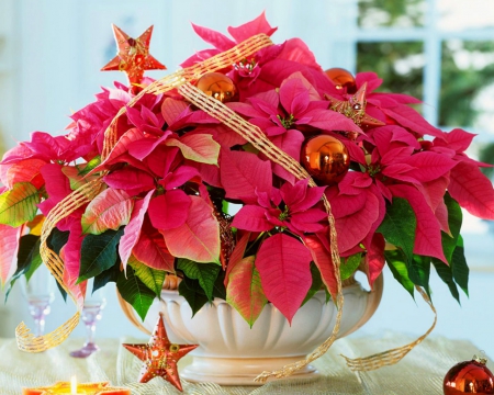 Poinsettia - flowers, poinsettia, christmas, red