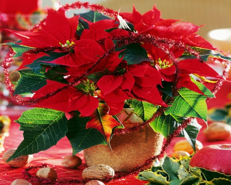 Poinsettia - pot, flowers, Christmas, Poinsettia