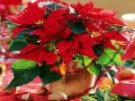 Poinsettia