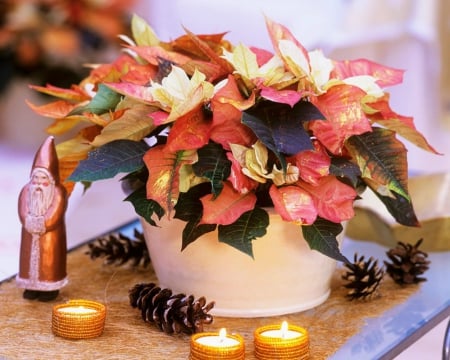 Poinsettia - pot, flowers, candles, Poinsettia