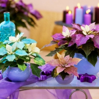 Coloured Poinsettias