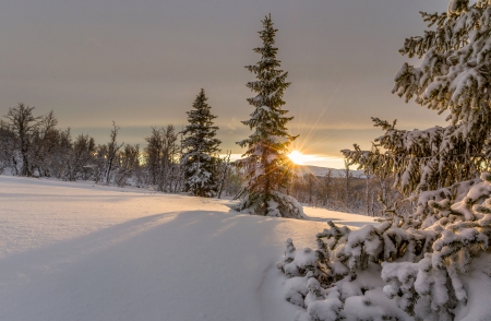 winter - Park, winter, sunset, road, snow, torch, forest