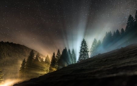 Night - forest, nature, night, light