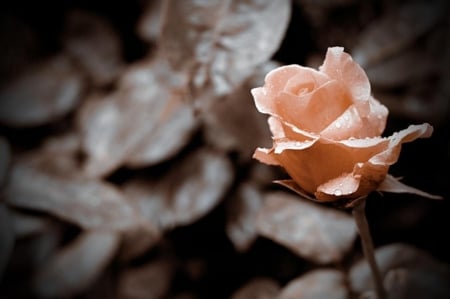 Delicate Beauty♥ - ROSE, FLOWER, DELICATE, BEAUTY