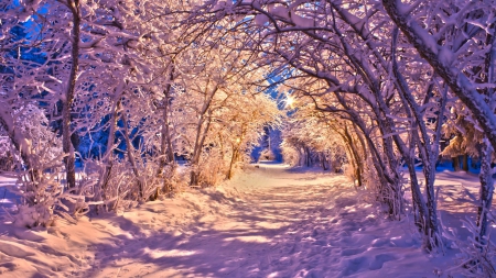 winter alley - path, winter, alley, evening, frost, coldness, season, skyphoenixx1, way, light, woods, trees, ice, nature, snow