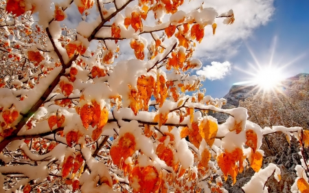 Splendor - snow, great, winter, tree