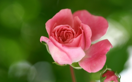 Pink Rose - one, rose, flower, pink