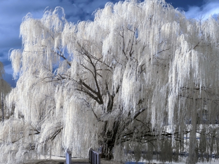 Frozen Tree - snow, white, winter, tree