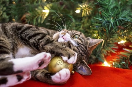 My Ball - christmas, red, ball, green, lights, adorable, cat