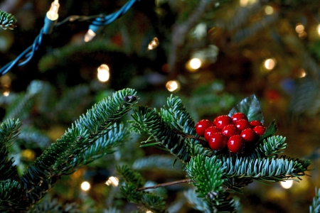 Christmas photography - christmas photography, christmas tree, christmas time, christmas ornaments