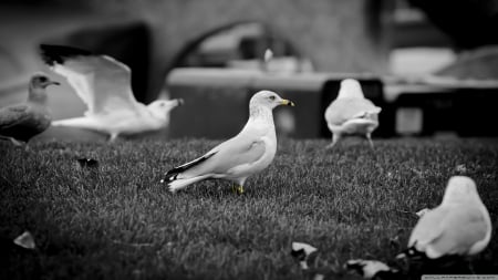 seagull - seagull, leaf, bird, grass