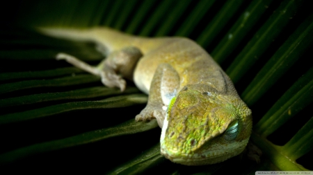 sleeping lizard - lizard, leaf, reptile, green