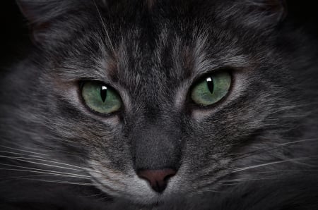 Straight Shooter - cat, eyes, photography, feline, wallpaper, flash, nevada, pentax, closeup, portrait, nikki, yongnuo