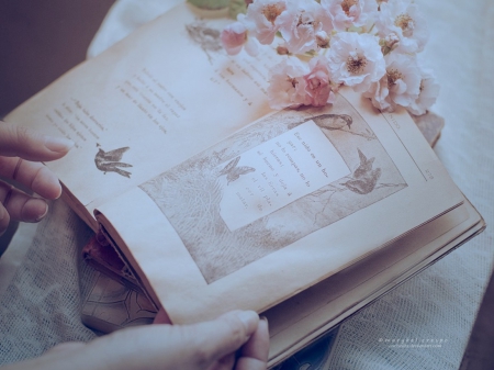 Lessons of Love - flowers, photography, book, soft