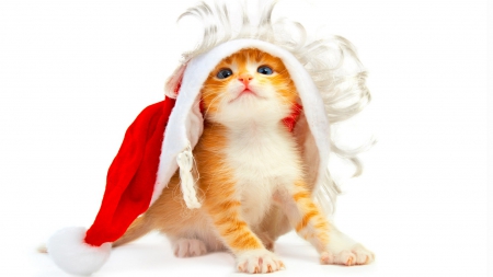 Cute Santa kitten - cat, christmas, kitten, red