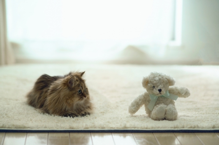 Cat - teddy, white, window, cat