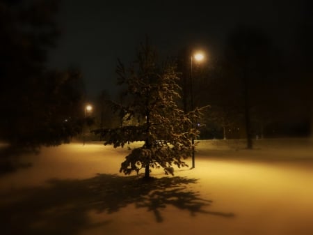 Winter - evening, snow, pine, winter