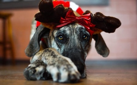 Waiting for Santa - dog, red, animal, funny, cute, christmas, horns