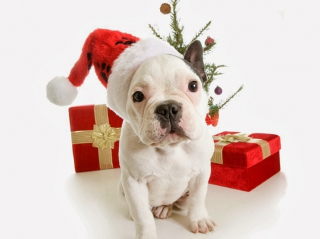 Waiting - red, animal, cute, christmas, white, box, hat, gift, dog