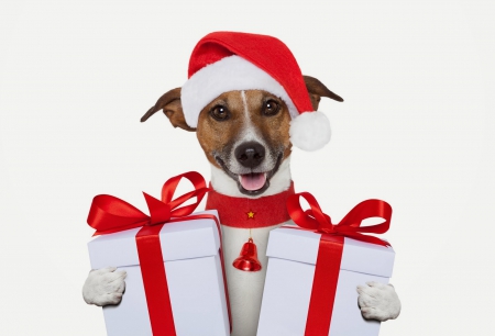 Merry Christmas! - red, funny, animal, cute, christmas, white, box, hat, gift, santa, dog