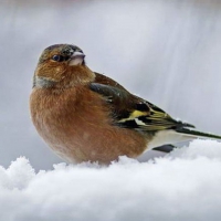 Sparrow on the Snow