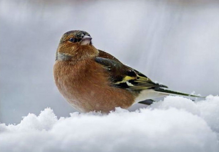 Sparrow on the Snow - snow, winter, animal, sparrow, birds