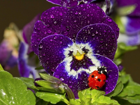 Ladybug On Pansy - flowers, animal, purple, ladybug, pansy