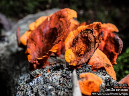 Wood Art by imalka weragama - nature, wood, beauty, forest