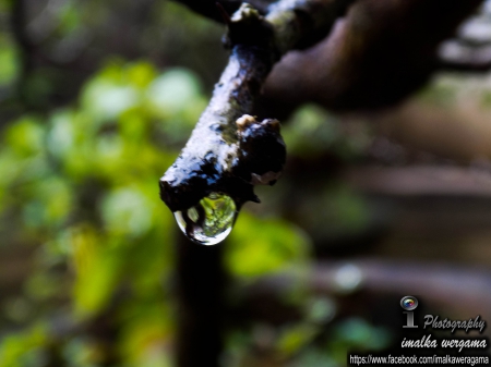 Water drop - beauty, forest, water, nature