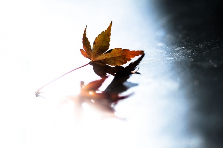 Autumn Leaf - leaves, leaf, autumn, macro