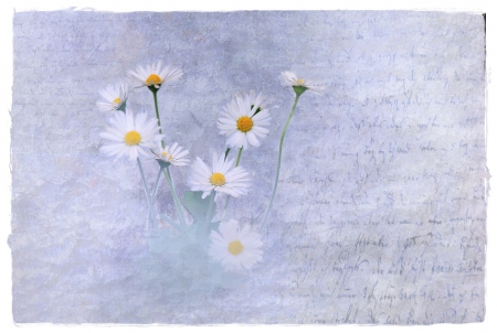 Daisies - flowers, daisies, daisy, blue