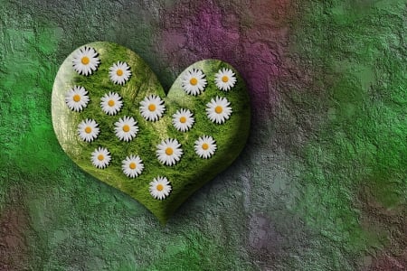 Heart - stone, daisies, flower, heart