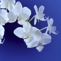 Orchids