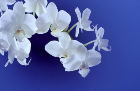 Orchids - white, orchids, macro, blue, flowers, flower