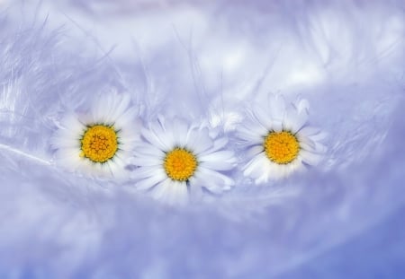 Charm - daisies, daisy, flowers, flower