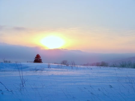 In The Light - clouds, winter, snow, fir, landscape, tree, pine, sun, sky