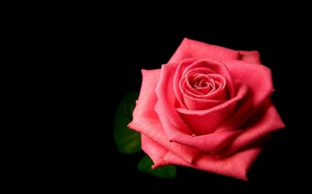 Rose - red, still life, rose, gorgeous