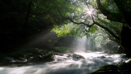 Beautiful Nature - forest, trees, nature, river