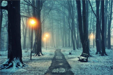 Winter forest