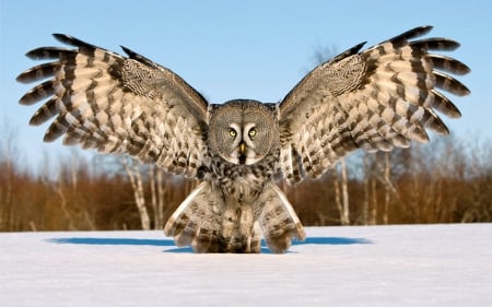 The Great Grey Owl - owl, animals, snow, birds