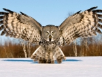 The Great Grey Owl