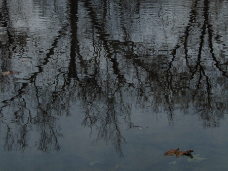 Reflections of the trees - Trees, River, Reflection, Potomac