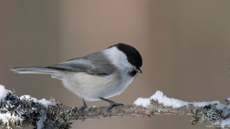 Bird on Snowy Branch - nature, snow, branch, winter, bird