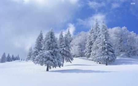 Snow-Covered Pine Trees - nature, forests, snow, winter, pine trees, landscapes